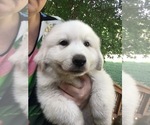 Small Great Pyrenees