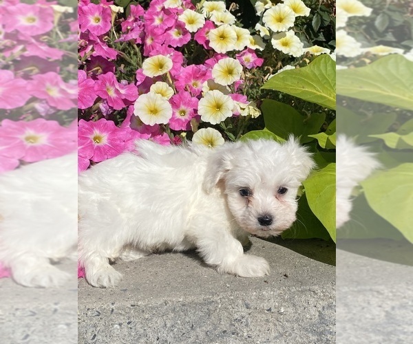 Medium Photo #4 Coton de Tulear Puppy For Sale in CANOGA, NY, USA