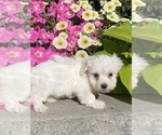 Small #3 Coton de Tulear