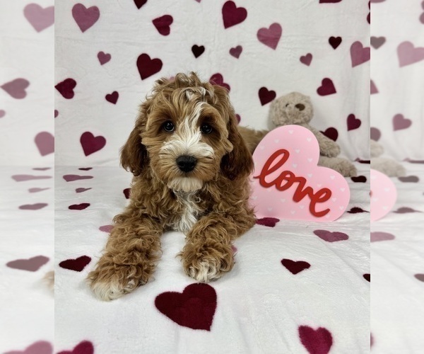 Medium Photo #3 Cavapoo (Standard) Puppy For Sale in GREENFIELD, IN, USA