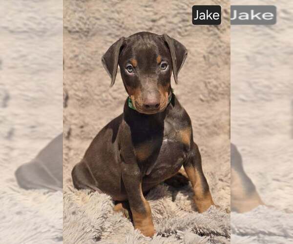 Medium Photo #1 Doberman Pinscher Puppy For Sale in POMEROY, OH, USA