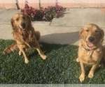 Small Photo #1 Golden Retriever Puppy For Sale in SANTA ANA, CA, USA