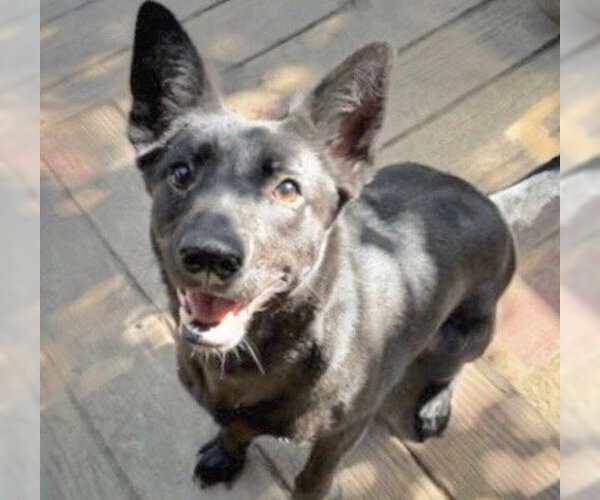 Medium Photo #4 German Shepherd Dog-Unknown Mix Puppy For Sale in Houston, TX, USA