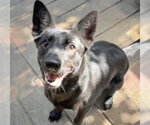 Small #3 German Shepherd Dog Mix