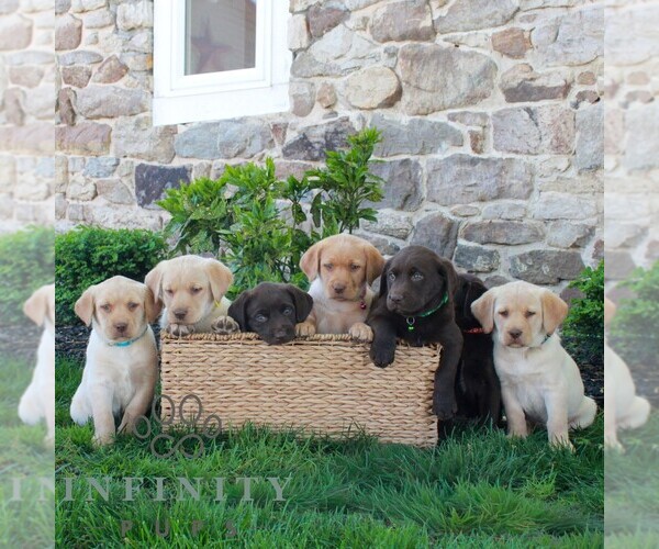 Medium Photo #2 Labrador Retriever Puppy For Sale in MORGANTOWN, PA, USA