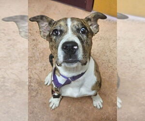 Mutt Dogs for adoption in Spotsylvania, VA, USA