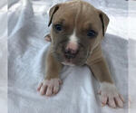 Puppy 4 American Pit Bull Terrier