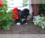 Small Photo #4 Shih-Poo Puppy For Sale in GREENWOOD, WI, USA