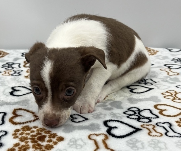 Medium Photo #5 Jack Chi Puppy For Sale in SAINT AUGUSTINE, FL, USA