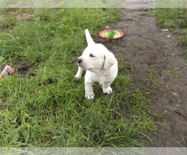 Medium Photo #10 Labrador Retriever Puppy For Sale in DAVENPORT, IA, USA
