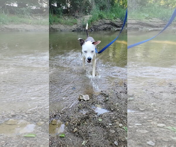 Medium Photo #14 American Pit Bull Terrier-Unknown Mix Puppy For Sale in Germantown, OH, USA
