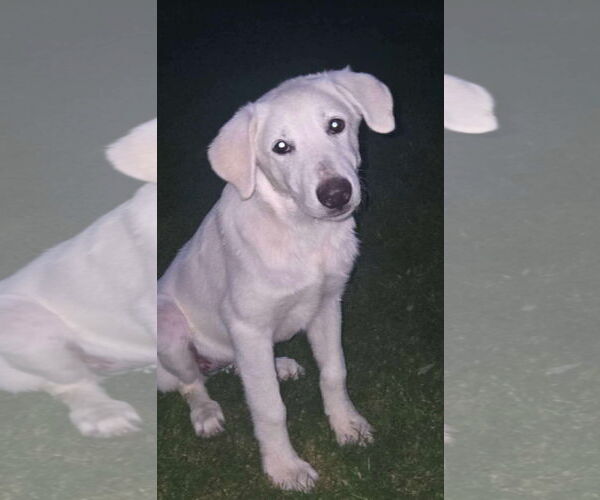 Medium Photo #3 Great Pyrenees-Unknown Mix Puppy For Sale in Grafton, WI, USA