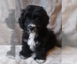 Poodle (Toy)-Yorkshire Terrier Mix Puppy for Sale in BURLINGTON, Massachusetts USA