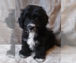 Small Poodle (Toy)-Yorkshire Terrier Mix