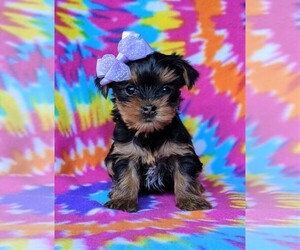 Yorkshire Terrier Puppy for sale in QUARRYVILLE, PA, USA