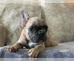 Small Photo #13 French Bulldog Puppy For Sale in HOLLYWOOD, FL, USA