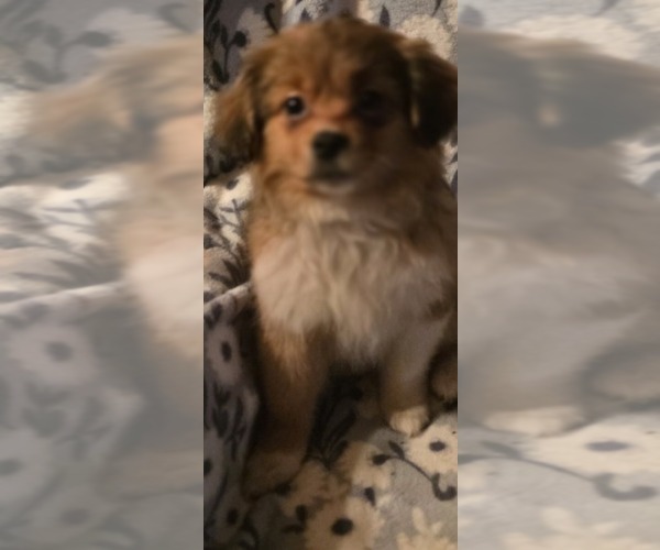 Medium Photo #3 Maltese-Maltipom Mix Puppy For Sale in HUDSON, MA, USA