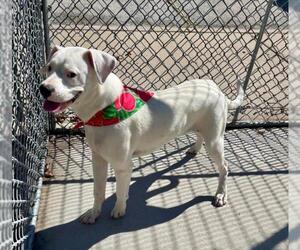 Mutt Dogs for adoption in Tulsa, OK, USA