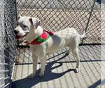 ARROW - Male Mutt Dog for Adoption - Small photo