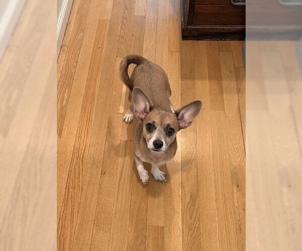 Medium Photo #15 Chiweenie Puppy For Sale in Oakhurst, NJ, USA