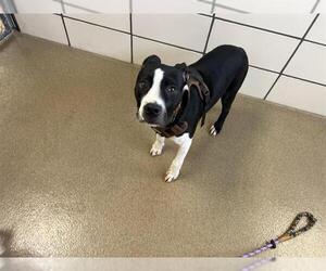 Mutt Dogs for adoption in Fort Wayne, IN, USA