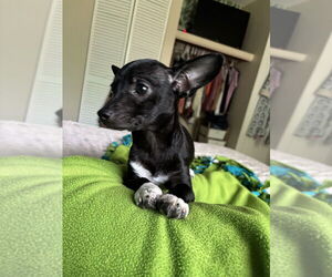 Chihuahua-Unknown Mix Dogs for adoption in Evansville, IN, USA