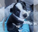 Small Photo #3 Border Collie-Spaniel Mix Puppy For Sale in Alexander, AR, USA