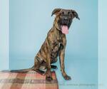 Small Mastiff Mix