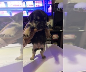 Bichpoo-French Bulldog Mix Puppy for sale in COLLINGDALE, PA, USA