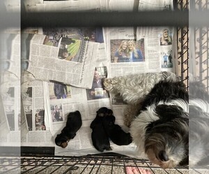 Mother of the Poodle (Toy)-Yorkshire Terrier Mix puppies born on 05/07/2023