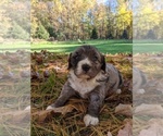 Puppy 3 Miniature Bernedoodle