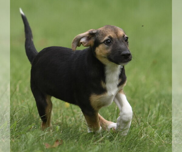 Medium Photo #6 Mutt Puppy For Sale in Mechanicsburg, PA, USA