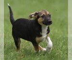 Small #5 Mutt