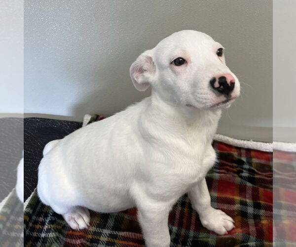 Medium Photo #4 English Setter-Labrador Retriever Mix Puppy For Sale in Osgood, IN, USA