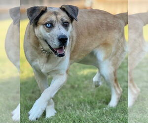 - Mix Dogs for adoption in Great Bend, KS, USA