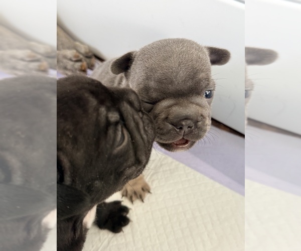 Medium Photo #3 French Bulldog Puppy For Sale in WESLEY CHAPEL, FL, USA