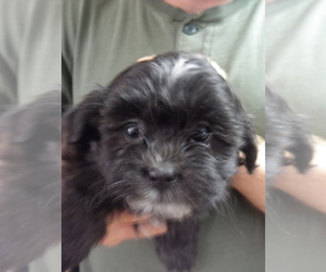 Shih-Poo Puppy for sale in BUCKLIN, MO, USA
