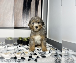 Miniature Bernedoodle Puppy for sale in FRANKLIN, IN, USA