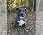 Small #14 American Pit Bull Terrier