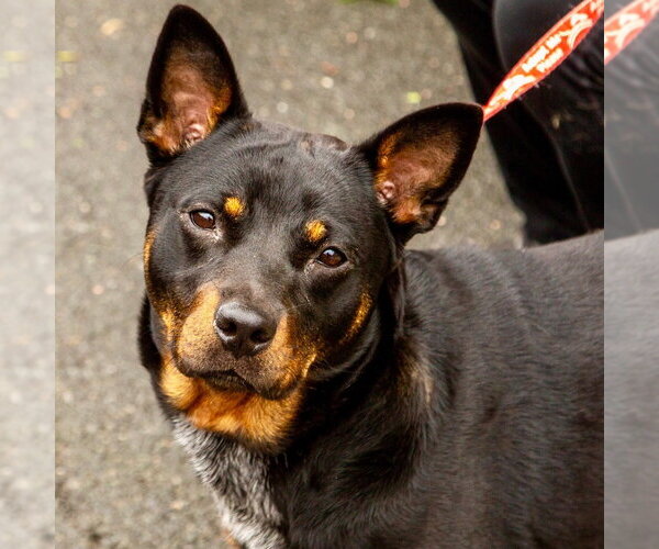 Medium Photo #7 Mutt Puppy For Sale in Canton, CT, USA