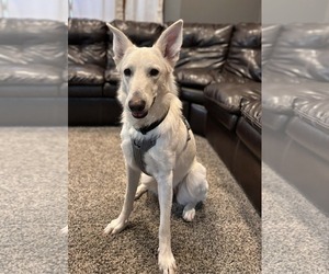 German Shepherd Dog-Unknown Mix Dogs for adoption in Princeton, MN, USA