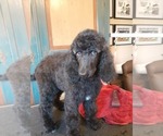 Puppy Poppy Poodle (Standard)