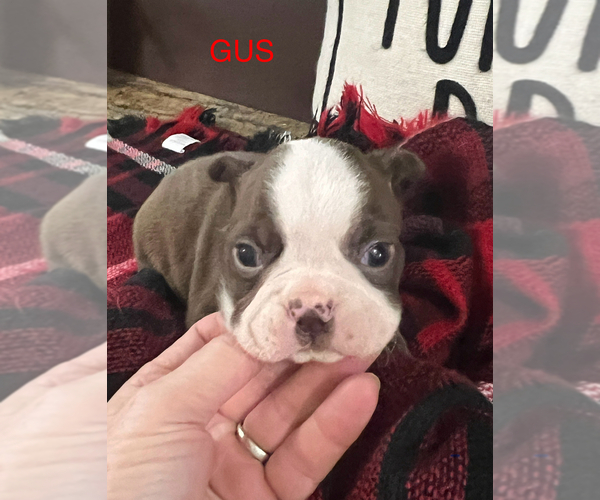 Medium Photo #1 Boston Terrier Puppy For Sale in NILES, MI, USA