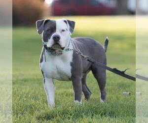 Mother of the American Bully puppies born on 11/26/2022