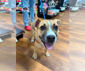 Moon Pie - Female Bulldog-Unknown Mix Dog for Adoption - Photo #9