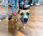 Small Photo #9 Bulldog-Unknown Mix Puppy For Sale in Germantown, OH, USA