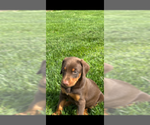 Small #3 Doberman Pinscher