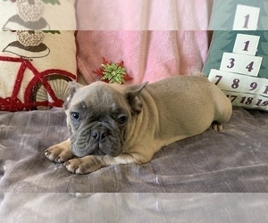 French Bulldog Puppy for sale in JOHNS ISLAND, SC, USA