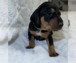 Puppy Puppy 5 Black and Tan Coonhound-Bluetick Coonhound Mix