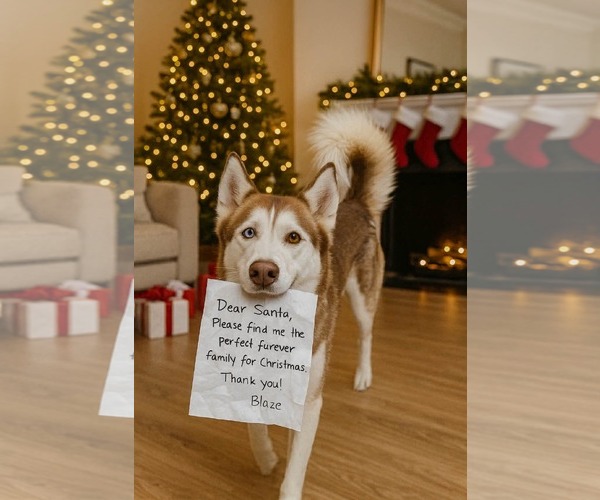 Medium Photo #1 Siberian Husky Puppy For Sale in Uwchlan, PA, USA